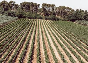 geographie-viticole-sud-est