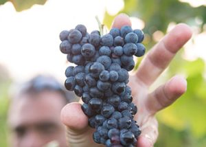 Les formations je-debute-en-viticulture